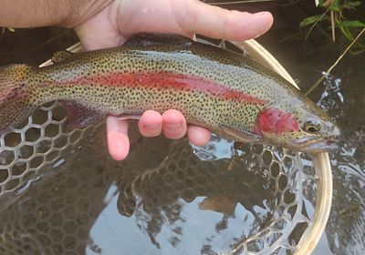 Great basin redband trout