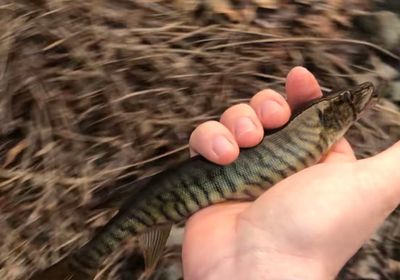 Redfin x chain pickerel