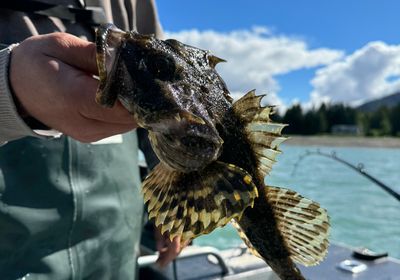 Plain sculpin