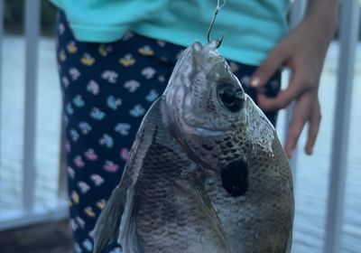 Blackchin Tilapia