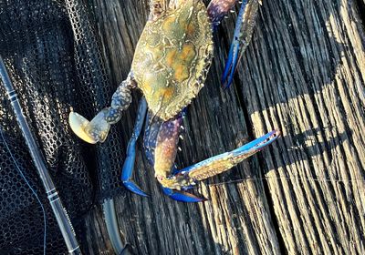 Blue swimmer crab