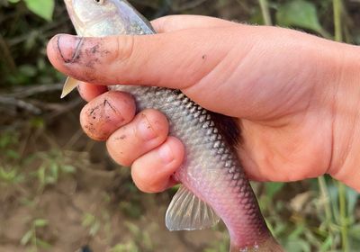 River chub