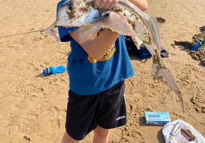 Cape elephantfish