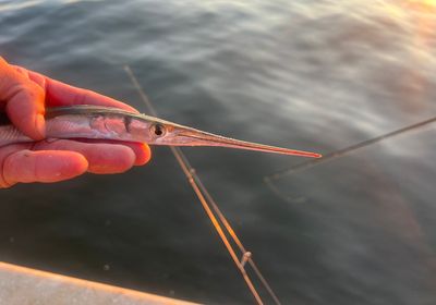 Atlantic needlefish