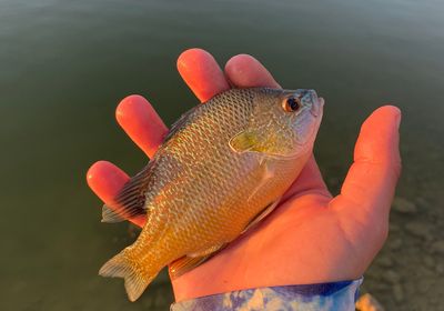 Plains longear sunfish