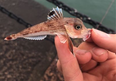 Red gurnard