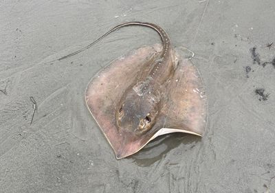 Common stingaree