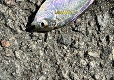 Pacific pompano