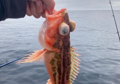 Greenspotted rockfish