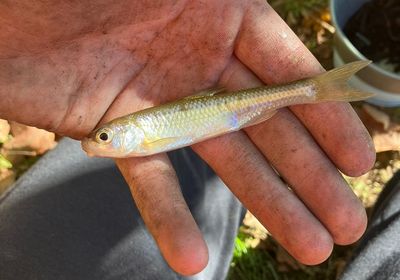 Bigeye shiner