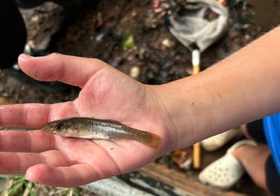 Lined topminnow