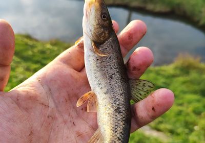 Mediterranean barbel