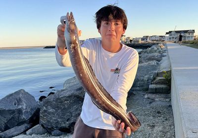 Longfin African conger