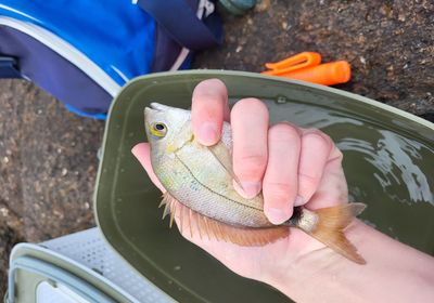 Cape white seabream