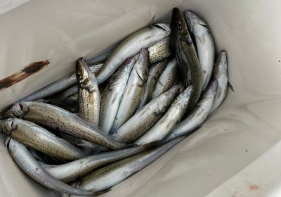 King George whiting