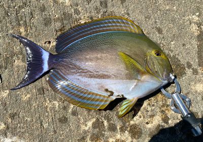 Yellowfin surgeonfish