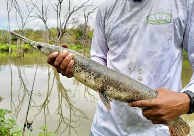 Shortnose gar