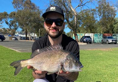 Southern black bream