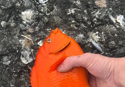 Garibaldi damselfish