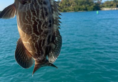 Black grouper