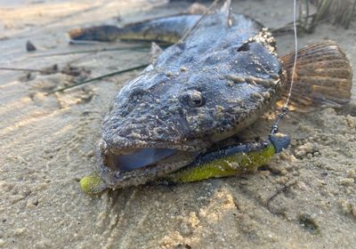 Bartail flathead