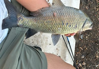 Smallmouth buffalo