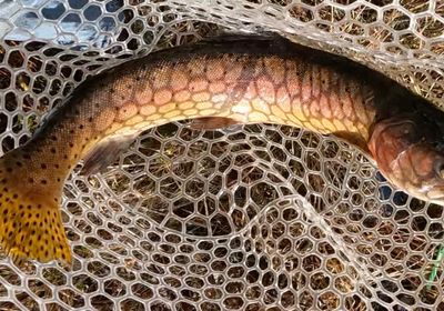 Lahontan cutthroat trout