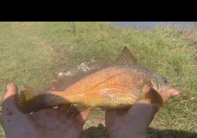 Sharpnose hammer croaker