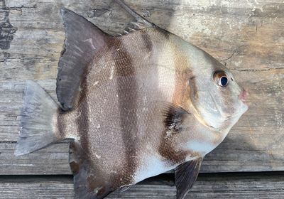 Atlantic spadefish