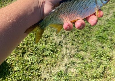 Golden shiner