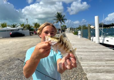 Nassau grouper