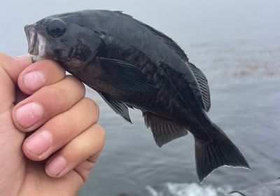 Blue rockfish