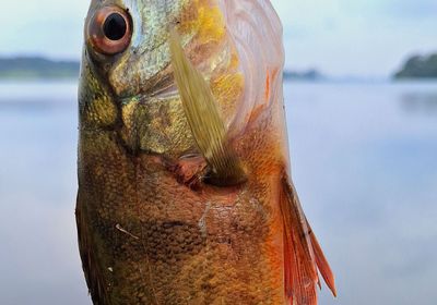 Monoculus peacock bass