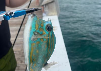 Scrawled cowfish