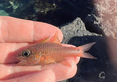 Iridescent cardinalfish