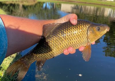 Lake chubsucker