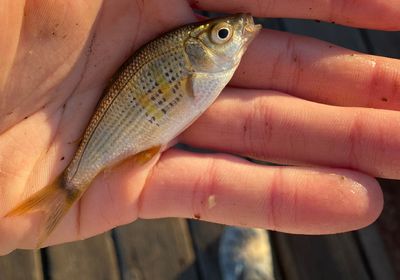 Shiner perch