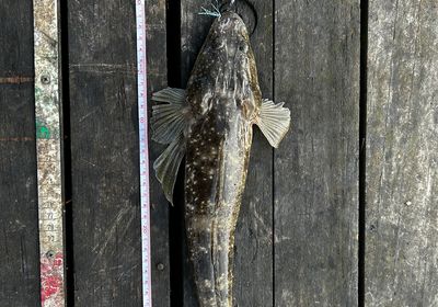 Blue-spotted flathead