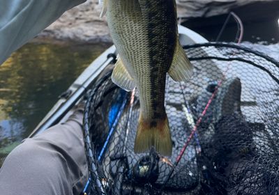 Alabama spotted bass