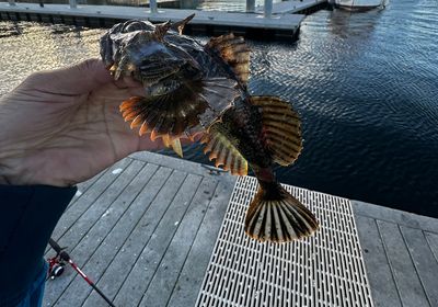 Buffalo sculpin