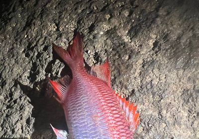 Blotcheye soldierfish