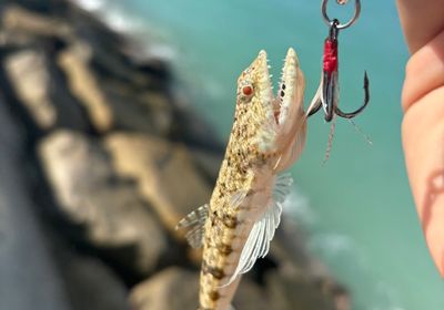 Lighthouse lizardfish