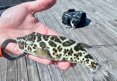 Smooth toadfish