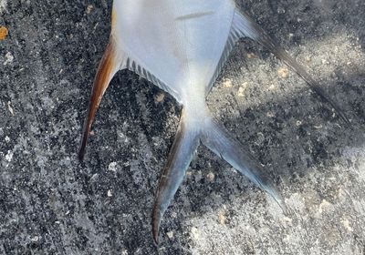 Palometa