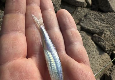 Emerald shiner