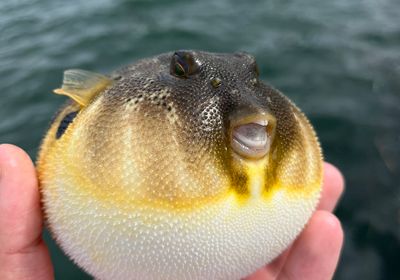 Northern puffer