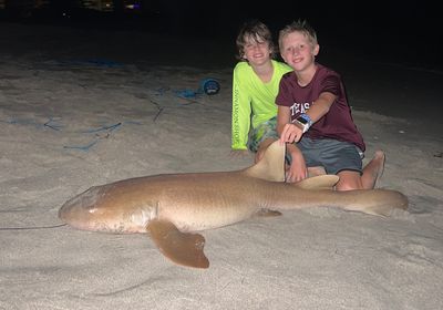 Nurse shark