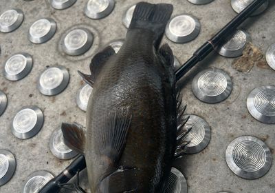 Eastern blue groper