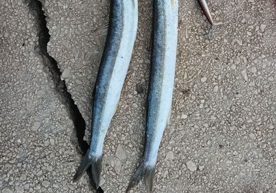 European barracuda