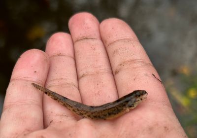 Iowa darter